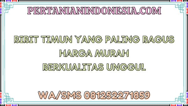 Bibit Timun Yang Paling Bagus Harga Murah Berkualitas Unggul